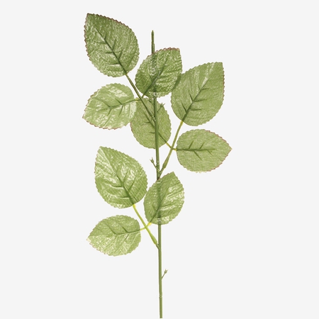 Rose stem