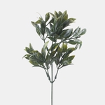 Frosty Green (A601-03)