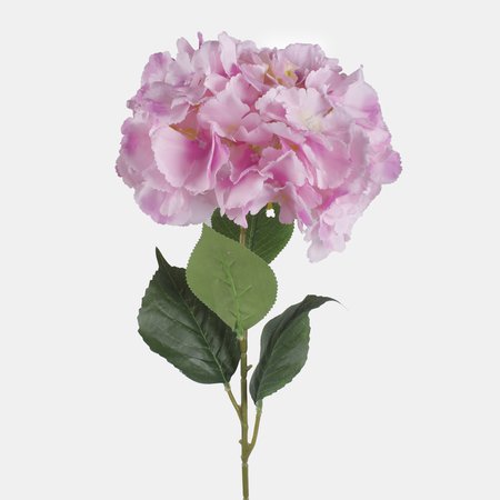 Hydrangea