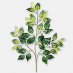 T.T. Green (F085)