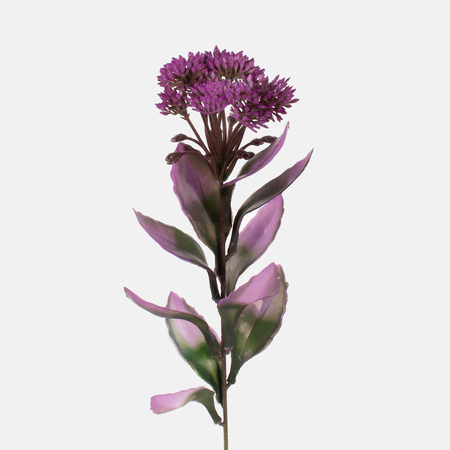 Sedum