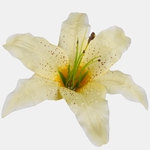 Yellow (W197-05)