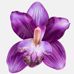Lavender (W490-10)