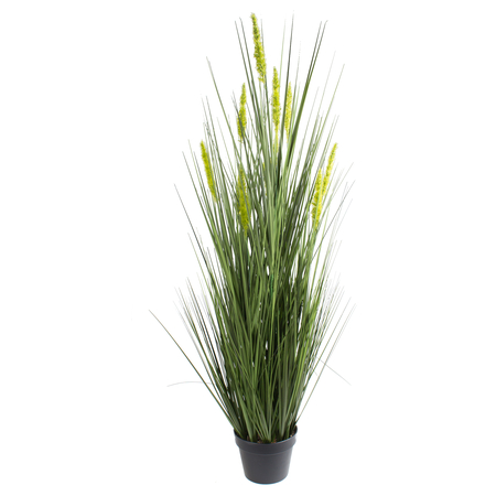 Grass in pot 1,22 m