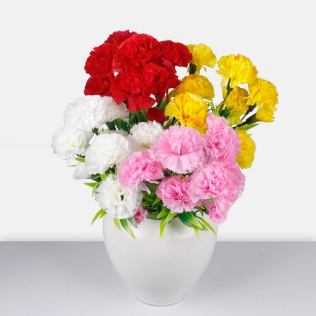 Carnation