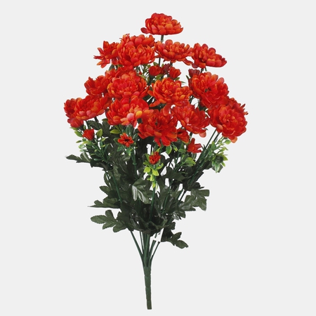 Chrysanthemum x 18