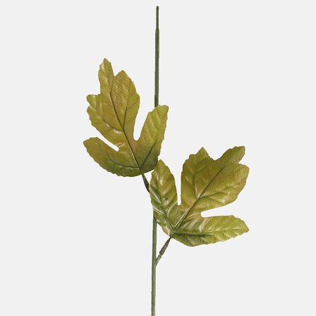 Chrysanthemum stem