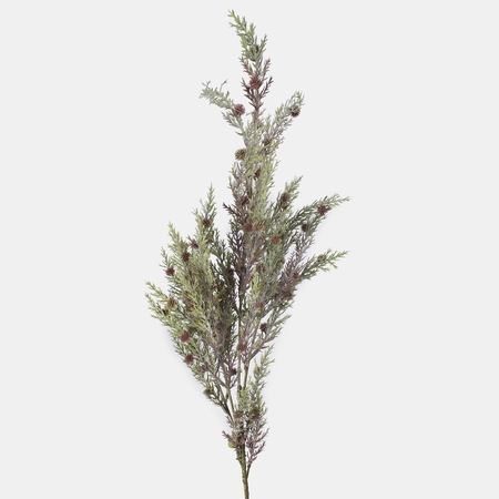 Juniper