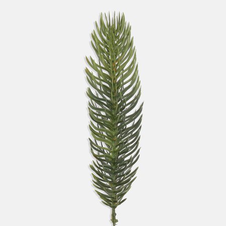 Single spruce twig