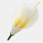 Yellow/Cream (W731-04)