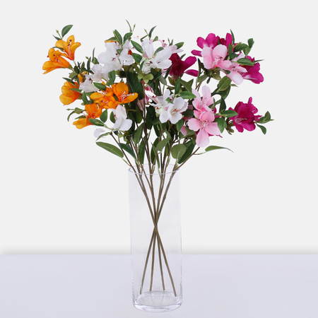 Alstroemeria