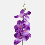 Violet (G190K-21)