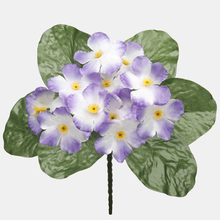 Violet x 12
