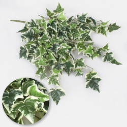 Common ivy B111