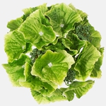 Dk. Green (W696-22)