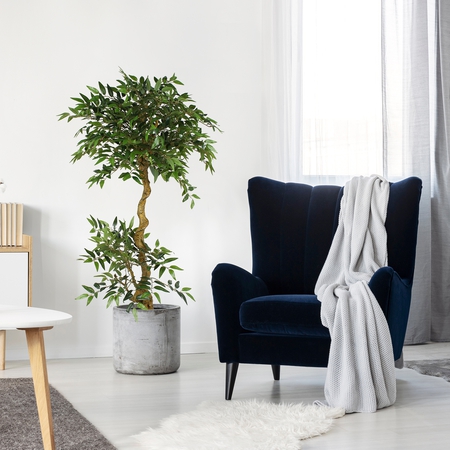 Ficus 1.40 m