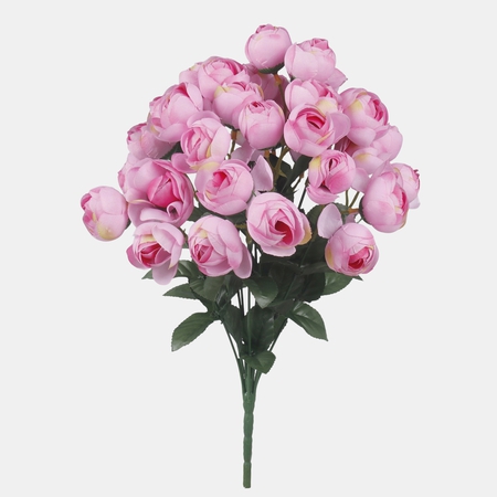 Camellia x 36