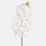 White/Pink center (L525L-01)