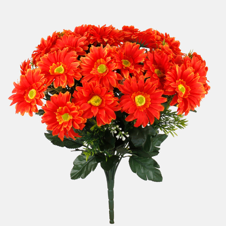 Gerbera x 24