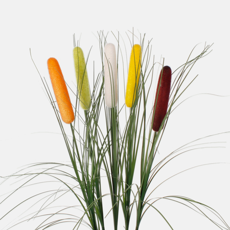 Typha