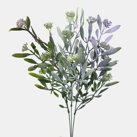Mistletoe