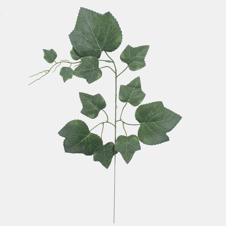 Vine