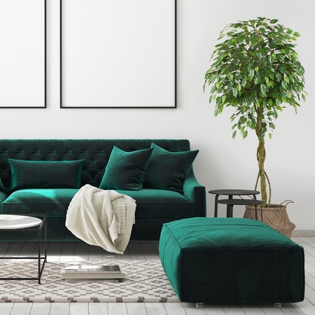 Ficus 1.65 m