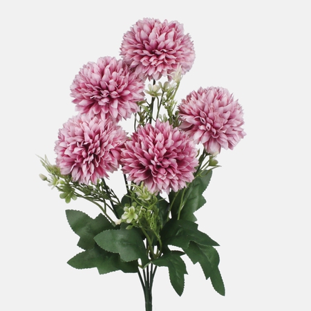 Chrysanthemum