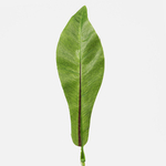 Green (A406)