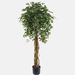 Green (D025)