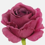 Purple (W697-29)