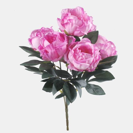 Peony x 5
