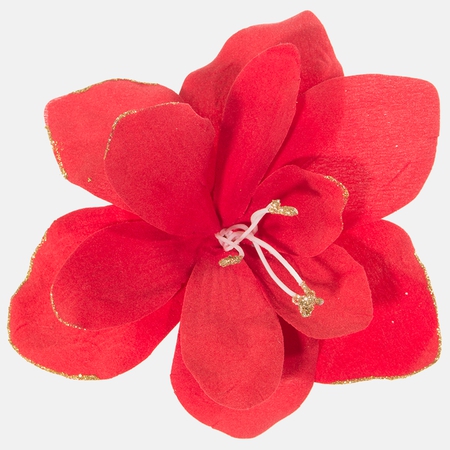 Amaryllis with glitter
