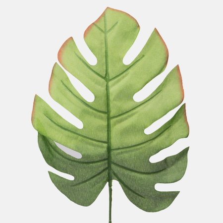 Philodendron leaf