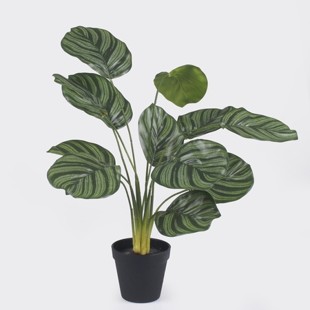 Calathea in pot