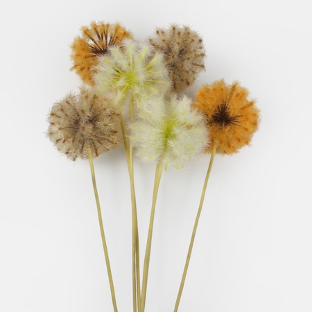 Dandelion single twig