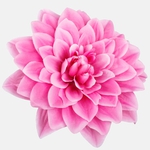 Pink (W536-06)