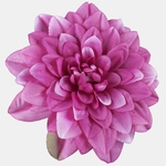 Purple (W536-07)