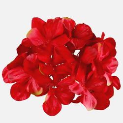 Hydrangea W707