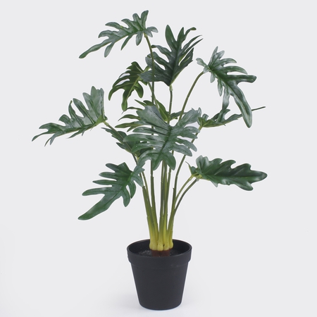 Monstera in pot