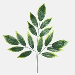 Green/Lt. Green Edge (F242-01)