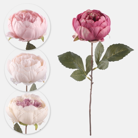 Peony