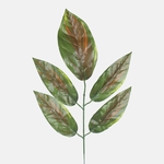 T.T. Green/Brown (F161A-01)