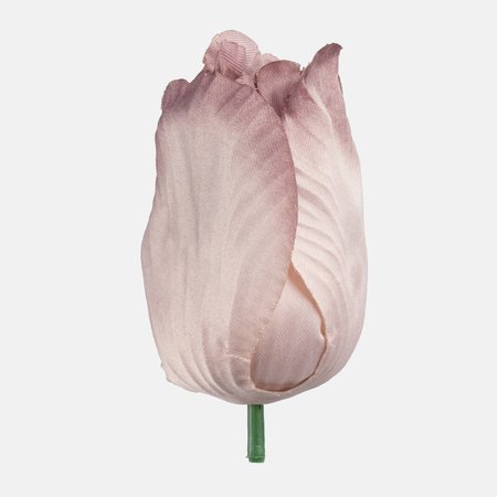 Satin tulip