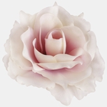 Lt. Lilac/Cream Edge (W625-32)