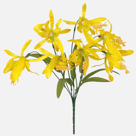 Gloriosa x 7