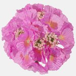 Lt. Lilac (W696-07)