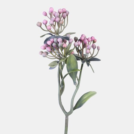 Lonicera in bud