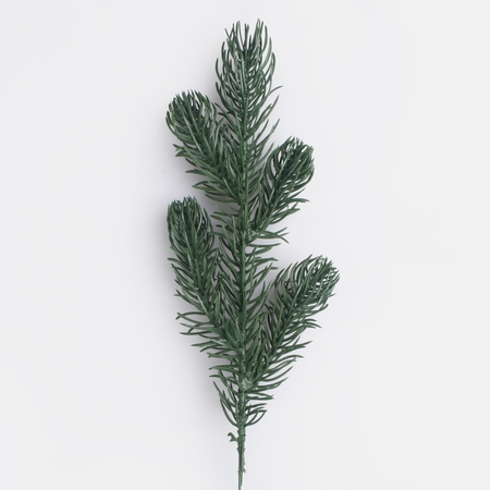 Spruce twig