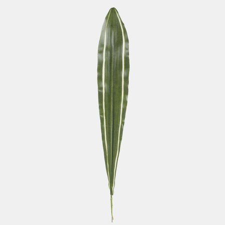 Dracaena leaf